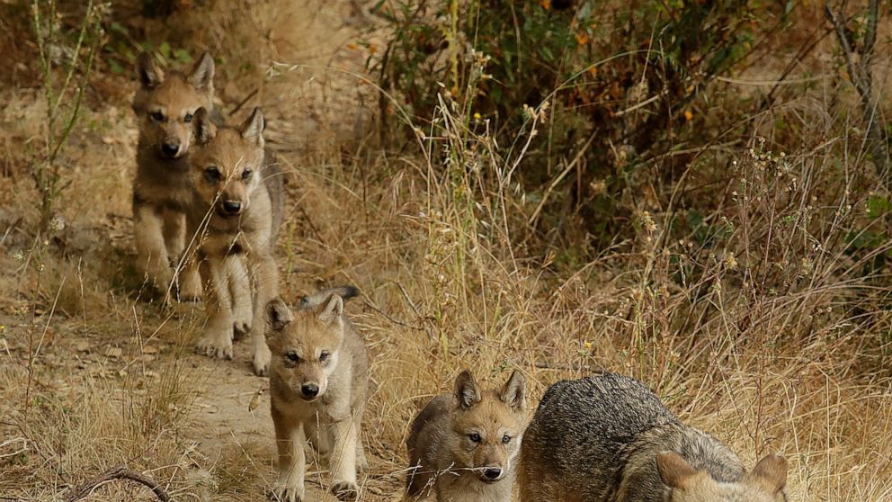 New pack discovered in California's Sierra Nevada sparks hope for endangered species' revival 